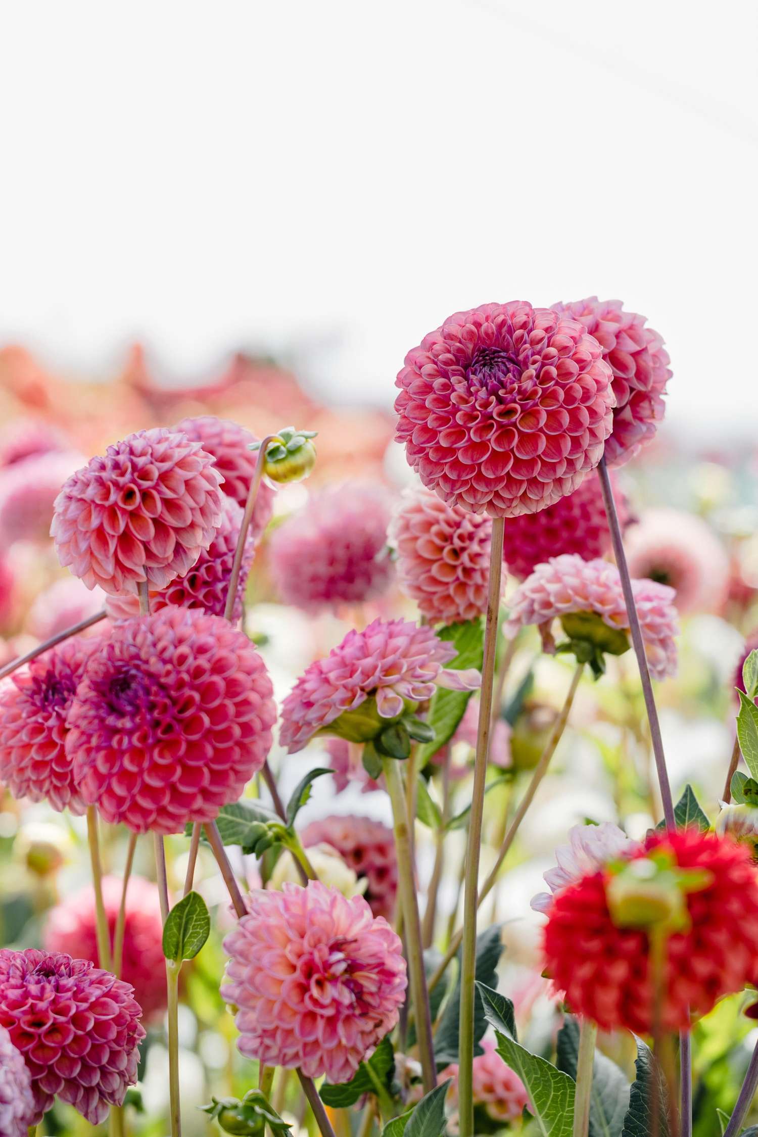 Daalia 'Caitlin's Joy'